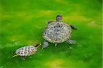mother water turtle and son swimming in the marsh