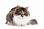 Beautiful cat isolated over white background