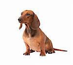 little dachshund puppy isolated over white background