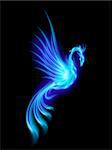 Burning blue phoenix isolated over black background