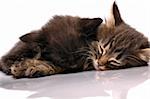 close-up portrait of two  kittens sleeping together