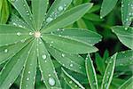 Water drops after rain on green leaves of decorative flower