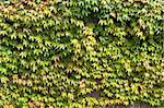 wall covered with green ivy