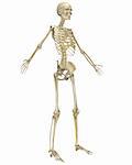 A angled front view illustration of the human skeletal anatomy. Very educational and detailed.
