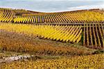 Looking to the valley with vineyards in autumn