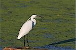 Little egret (Egretta garzetta) standing on a lake