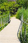 A wooden walking on a small pond leading to the wood