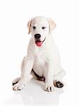 Beautiful labrador retriever cream puppy isolated on white background with a funny expression