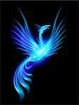 Beautiful Blue Burning Phoenix. Illustration isolated over black background