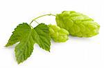 Fresh green Hop bunch on white