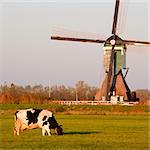 Traditional Dutch windmill with cows in Groot-Ammers, the Netherlands