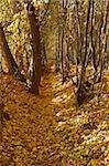 Ravine in the autumn woods covered with fallen maple leaves