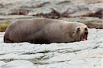 A Hooker's Seal Lion resting on a rock on the New Zealand coast.