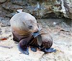 A Hooker's Seal Lion resting on a rock on the New Zealand coast.