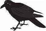 Illustration of a black raven