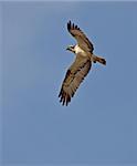 young osprey flying in the sky