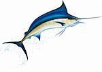 Jumping blue marlin. Realistic vector illustration.
