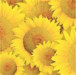 Stylized sunflowers head background. Illustration for design.