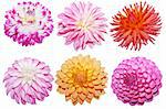 Collection of fresh dahlia flower heads isolated on white