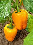 orange peppers ripening on the vegetable bed