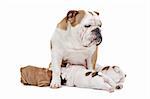 puppies drinking milk from mother dog in front of a white background