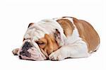 English Bulldog in front of a white background