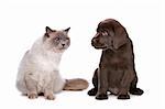 a purebred cat and a chocolate Labrador puppy in front of a white background