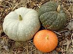 three colorful pumpkins on the ground