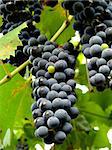 ripening black grape clusters on the vine