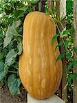 pumpkin - Cucurbita moschata - ripening near rural fence