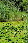 Pond and water plants scenery