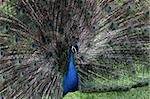 The bird peacock peafowl with his tail feathers