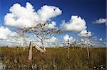 Scenic Landscape in Everglades National Park, Florida