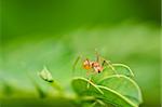 red ant spider in green nature or in the forest