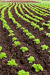 green and red healthy lettuce growing in the soil