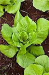 green  healthy lettuce growing in the soil
