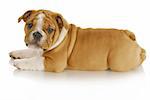 cute puppy - english bulldog puppy laying down looking at viewer on white background - nine weeks old