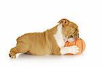 playful puppy - english bulldog playing chewingstuffed basketball on white background - nine weeks old