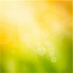 Autumn or summer abstract nature background with grass and bokeh lights.