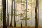 Fall in forest with mist