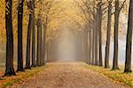 Autumn in an old park with an alley of trees a hazy day