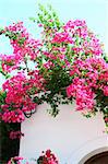 Bougainvillea spectabilis on the white wall