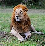 Great lion in kenya