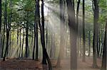 Sunbeams in the woods one day with haze