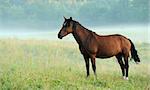 Horse in the early morning mist