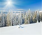 winter calm mountain landscape with rime and snow covered spruce trees  (view from Bukovel ski resort (Ukraine) to Svydovets ridge)