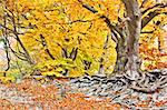 L'image d'une belle forêt d'automne jaune