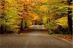 Road through a forest in autumn colors