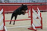 purebred rottweiler jumping in a competition of agility