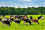 Vaches qui paissent dans un pré vert de ferme durable à petite échelle